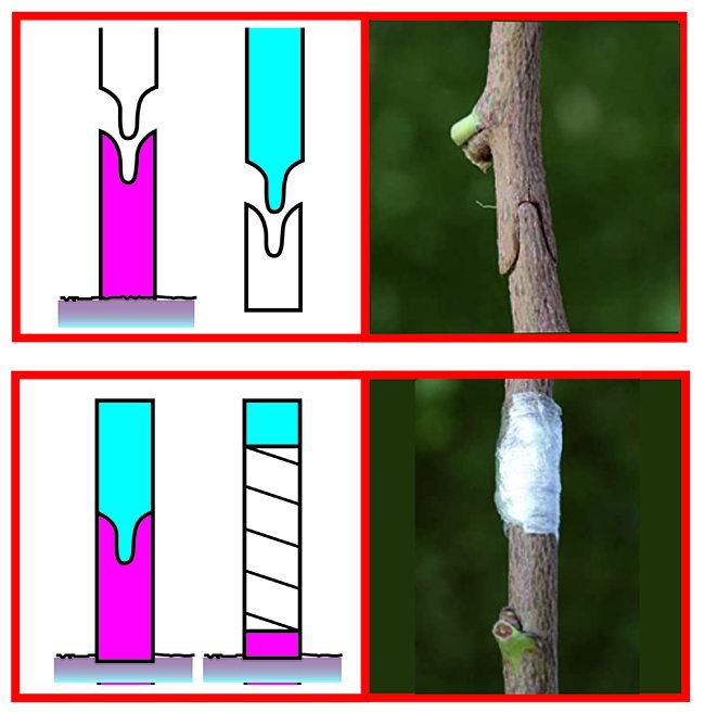 Schere für 12-mm-Transplantate – Sandri Garden SG-FI12