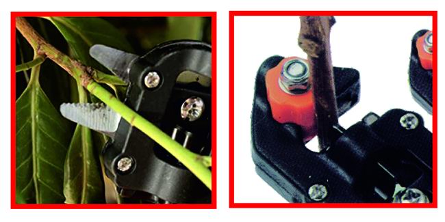 Schere für 12-mm-Transplantate – Sandri Garden SG-FI12