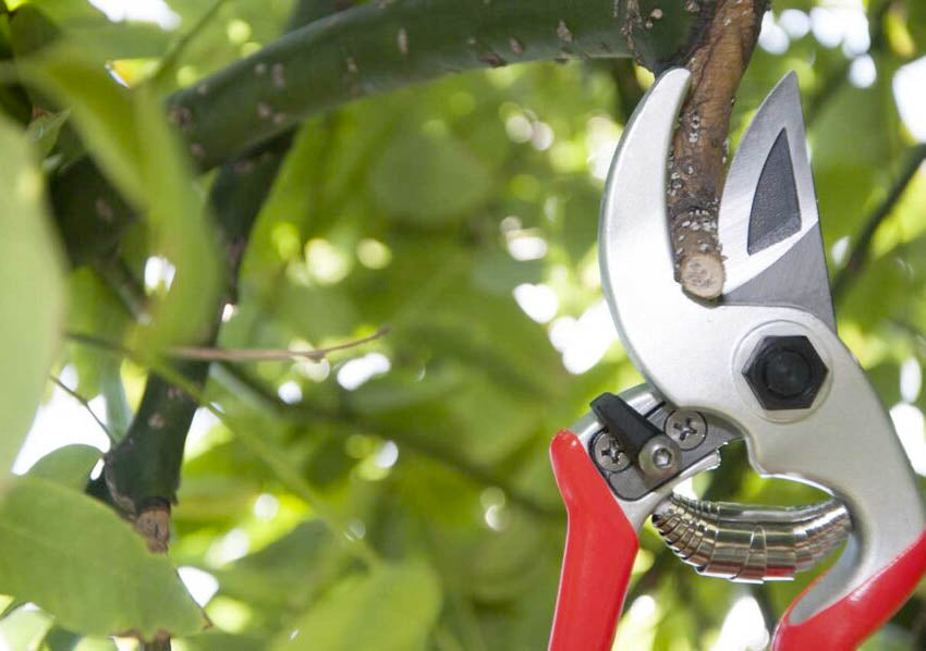 Professionelle Astschere MINI - CASTELLARI