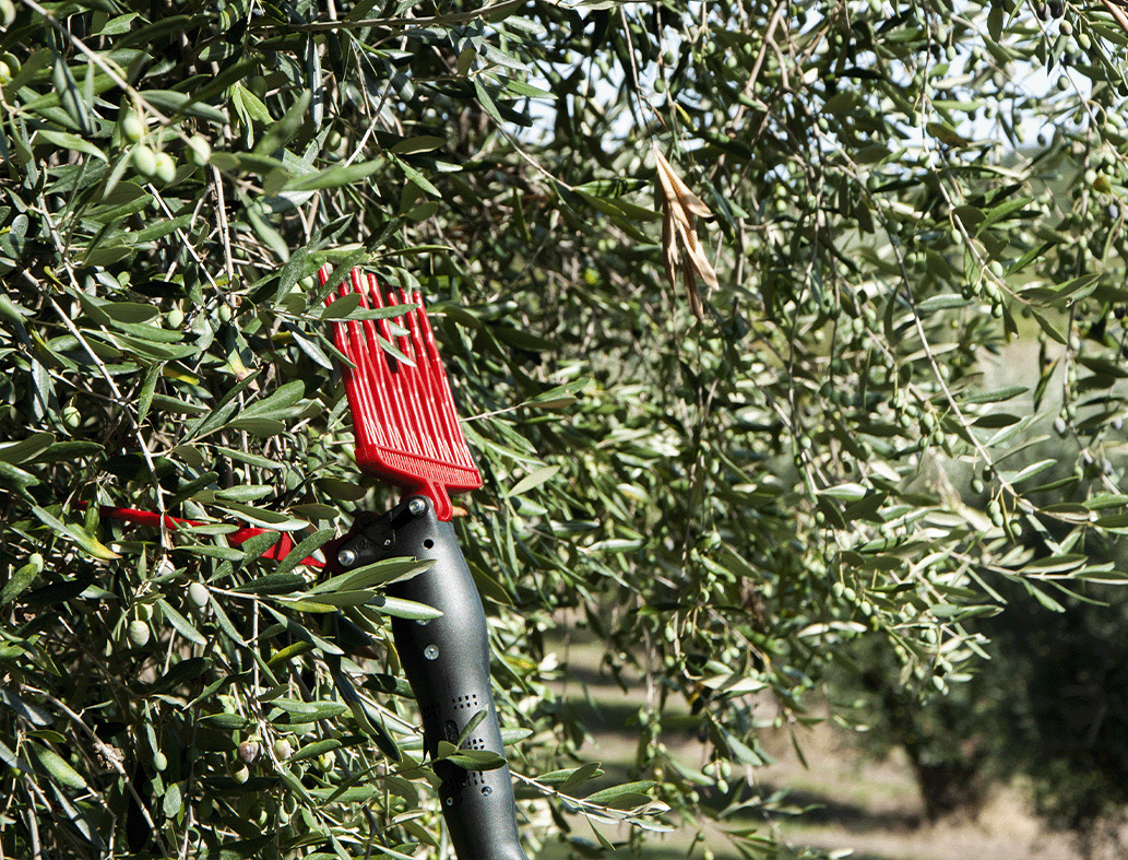 Abbacchiatore Raccogli Olive elettrico OLIVANCE EP con asta telescopica da 2m a 3m completa di cavi per batteria