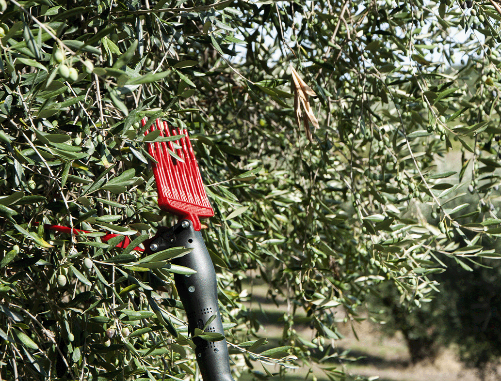 Raccogli olive elettrico professionale Castellari OLIVANCE EP L V2 2,2-3 MT